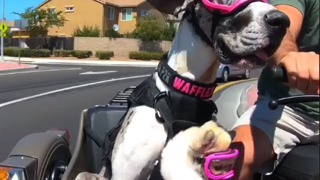 Sidecar dogs caught on camera